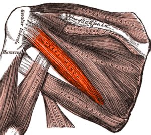 pieni lierelihas|PIENI LIEREÄLIHAS – TERES MINOR 